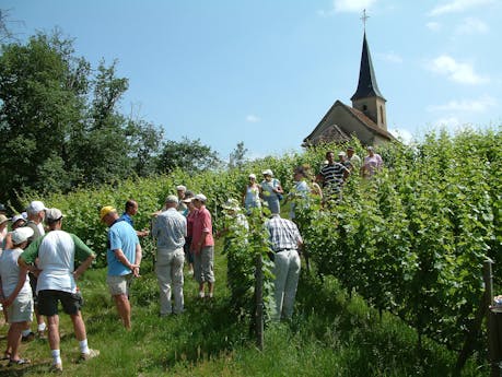 wijnvelden camping Château de Montrouant