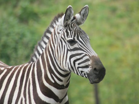 SafariCamp de Beekse Bergen zebra