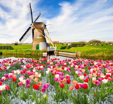 Tulpen en molens Nederland