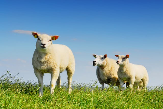 schapen op texel