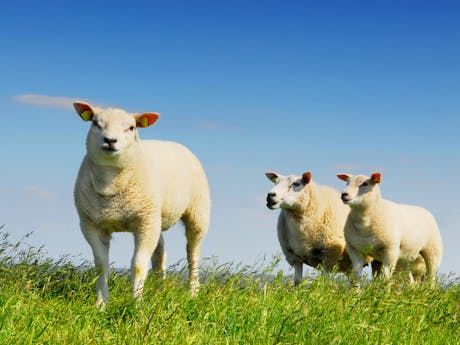schapen op texel