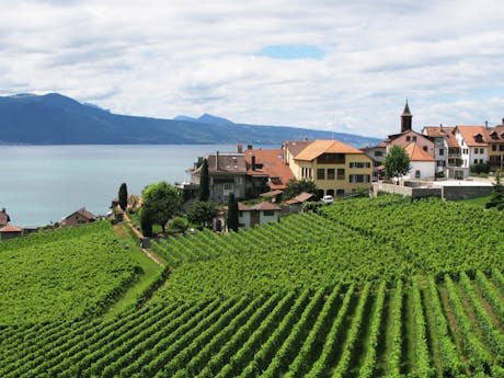 Lavaux wijnvelden bij meer van Geneve