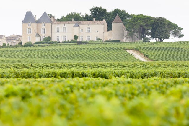 wijngaarden Medoc Frankrijk