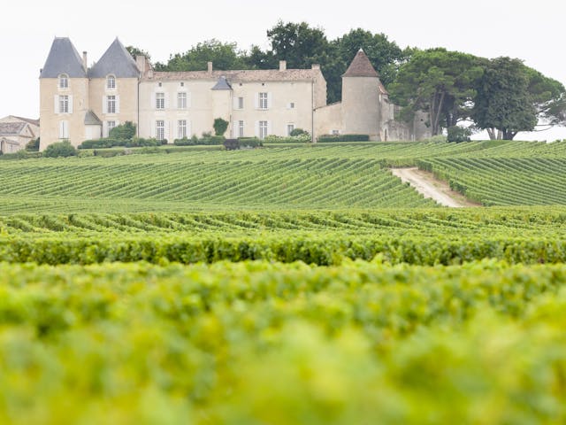 wijngaarden Medoc Frankrijk