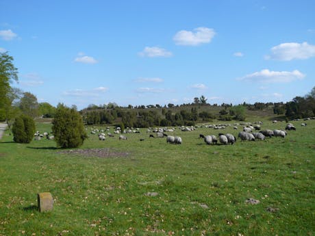 7-daagse fietsvakantie Lüneburger Heide