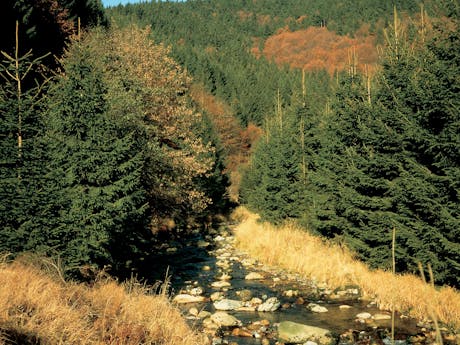 9 daagse wandelvakantie Harzer-Hexen-Stieg