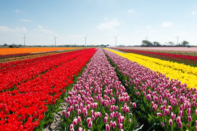 bloemenvelden nederland