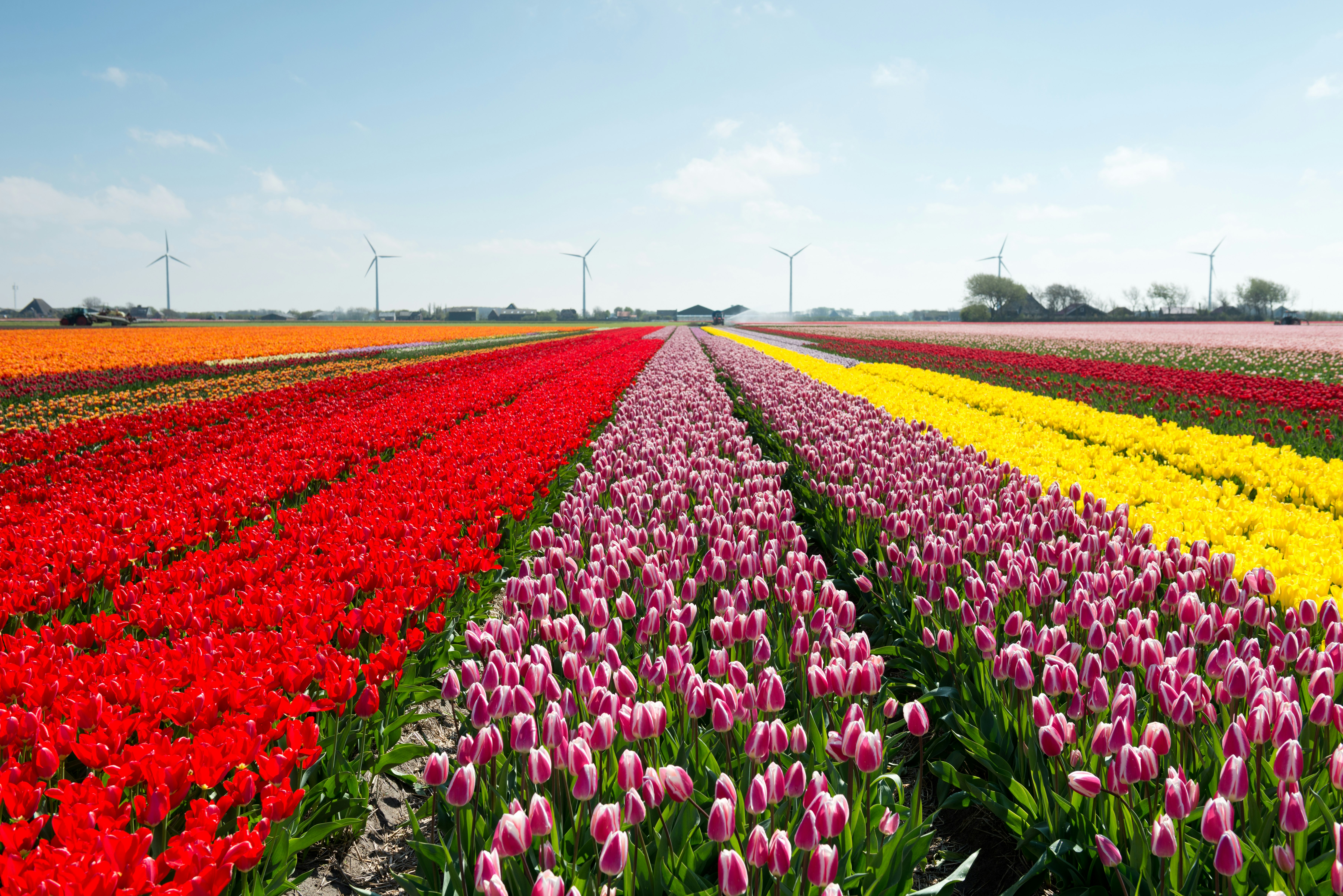 Поле тюльпанов. Королевство Нидерланды тюльпановые поля. Тюльпан Холланд хэппенинг. Тюльпановые поля Нидерланды махровые тюльпаны. Тюльпановые поля во Франции.
