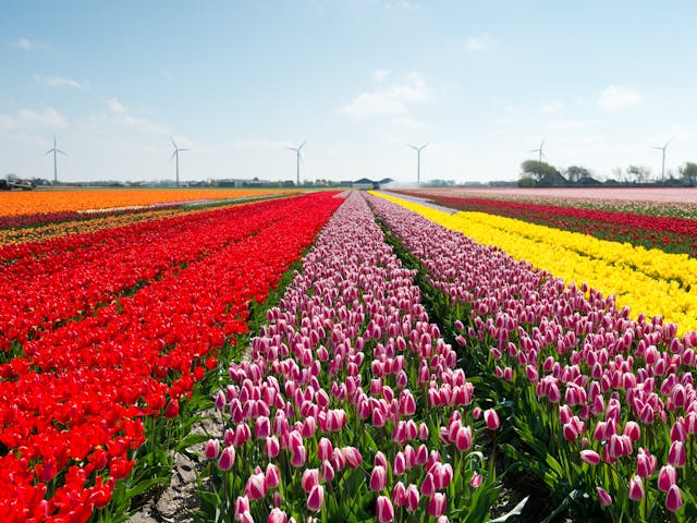 bloemenvelden nederland