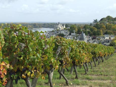 Loire à Vélo wijngaard 2