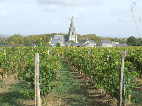 Loire à Vélo wijngaard 5
