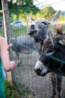 Val de bonnal dieren