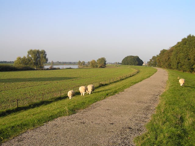 Hollandse Rijn de schaapjes
