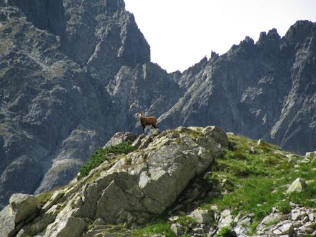 Polen Tatra gebergte natuur