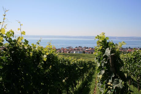 Bodensee wijnranken