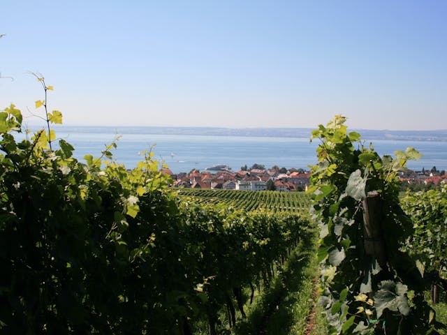 Bodensee wijnranken