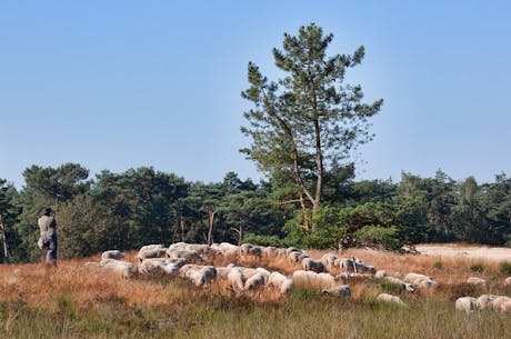 Heide foto camping Duinhoeve