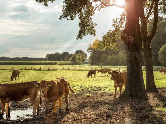 Overijssel o.v.v. Marketing Oost (auteursrech