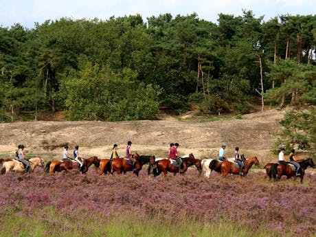 Brabant paardrijden foto Duinhoeve