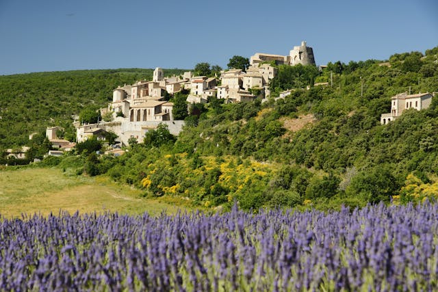 Provence Lavendelveld Frankrijk