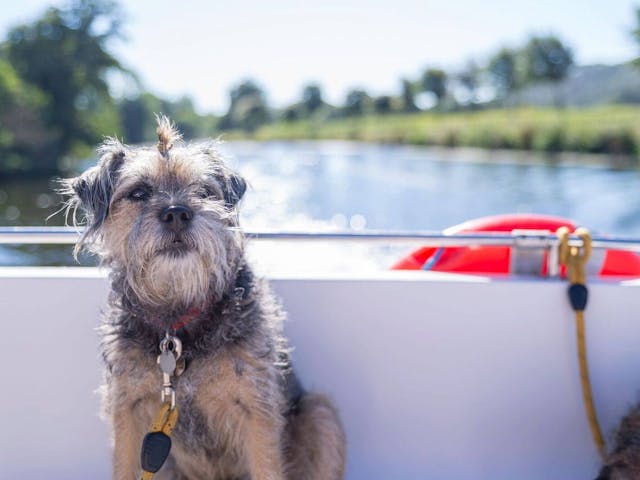 Hond varen le boat