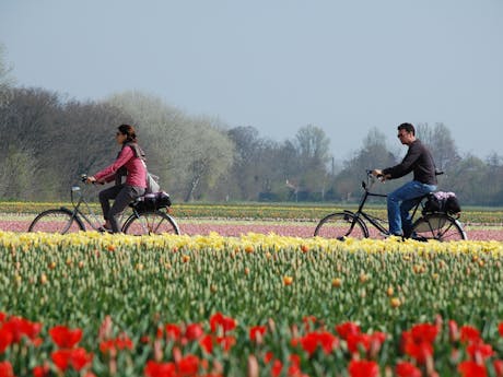 fietsen door de bollenvelden voorjaar
