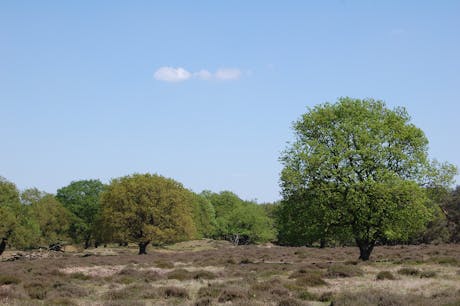 Fietsen op de Veluwe Heidevelden