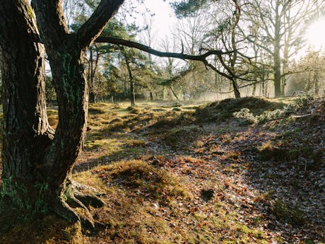 Drenthe winter