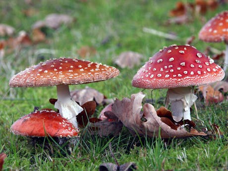 Drenthe herfst