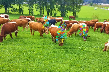 eurohike-wanderreise-salzburger-gipfel-kitzbu