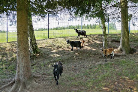 Camping Knaus Lackenhäuser kinderboerderij