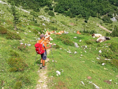 Oostenrijk - Tiroler Alpen - Almwei wandelaar