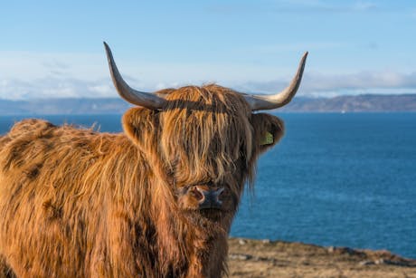 Visit Scotland Schotse hooglander