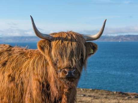 Visit Scotland Schotse hooglander