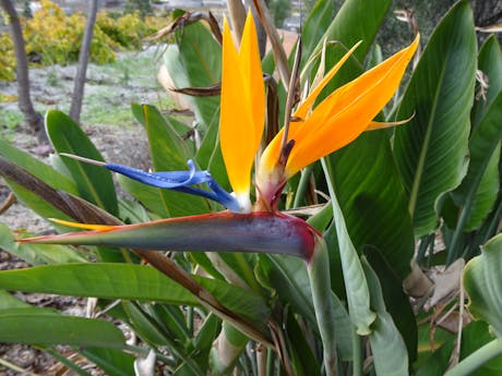 Tenerife Paradijsbloem