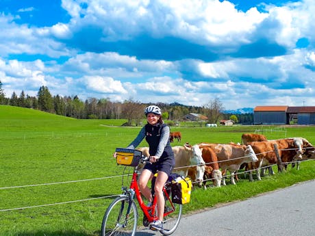 Romantische Strasse- fietspand met koe