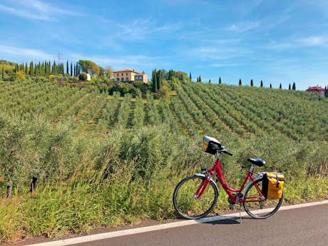 Toscane - Vinci wijngaarden