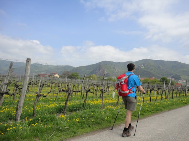 Wachauer - wijngaarden wandelaar