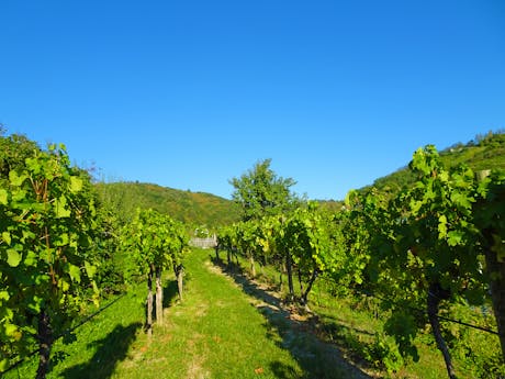 Wachauer - wijnraken pad