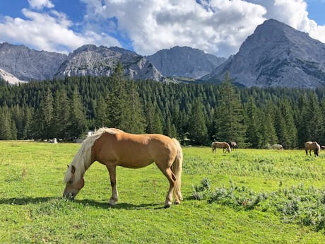 Rondje Zugspitze - paard