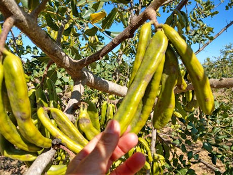 Algarve - Portugal - chilli