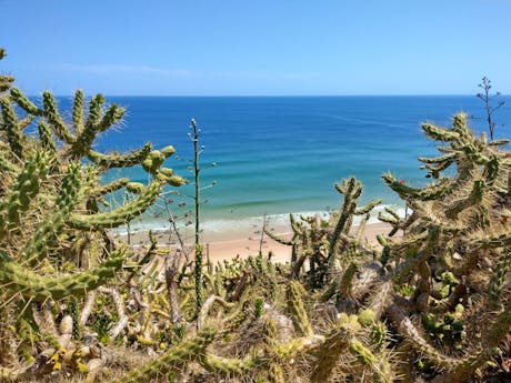 Algarve - Portugal - cactussen