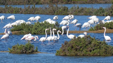 Algarve - Portugal - flamingos