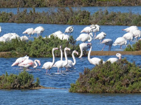 Algarve - Portugal - flamingos