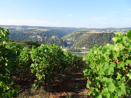 8-daagse wandelvakantie Rheinsteig