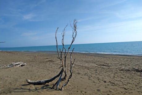 Toscane - strand takken