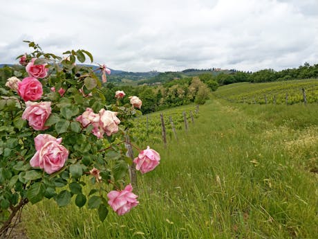 Toscane - rozen