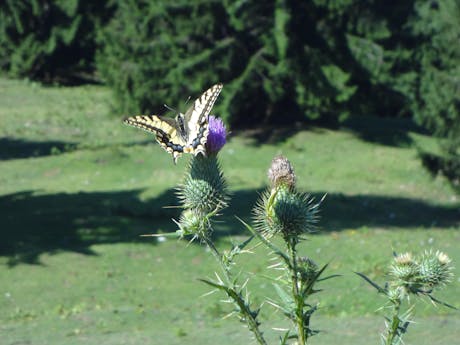 Panoramawandelen in Pinzgau