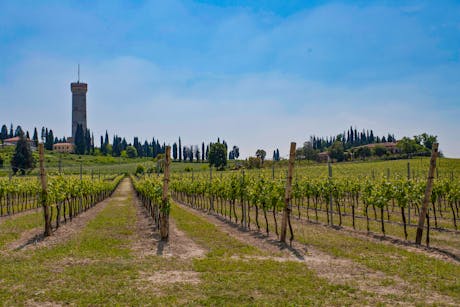 Gardameer Desenzano wijnranken