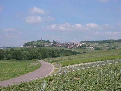 wijngaard Champagne fietsroute